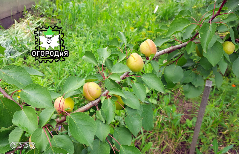 Плоды абрикоса уцелели