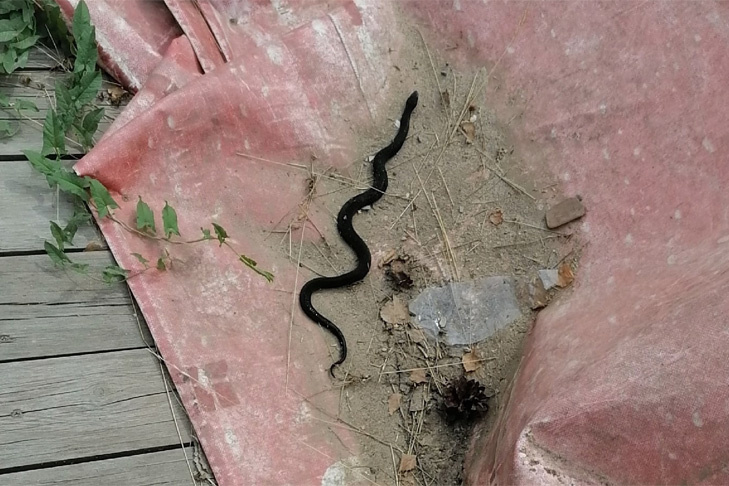    Змей в этом году будет в изобилии. Фото из группы «Типичный Бердск»