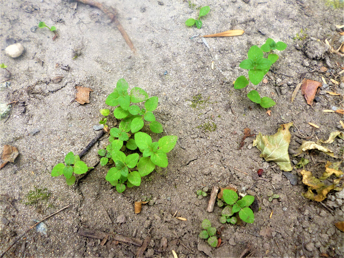 Medicago polymorpha. Гранат всходы сеянцы. Лофант всходы. Морозник всходы.