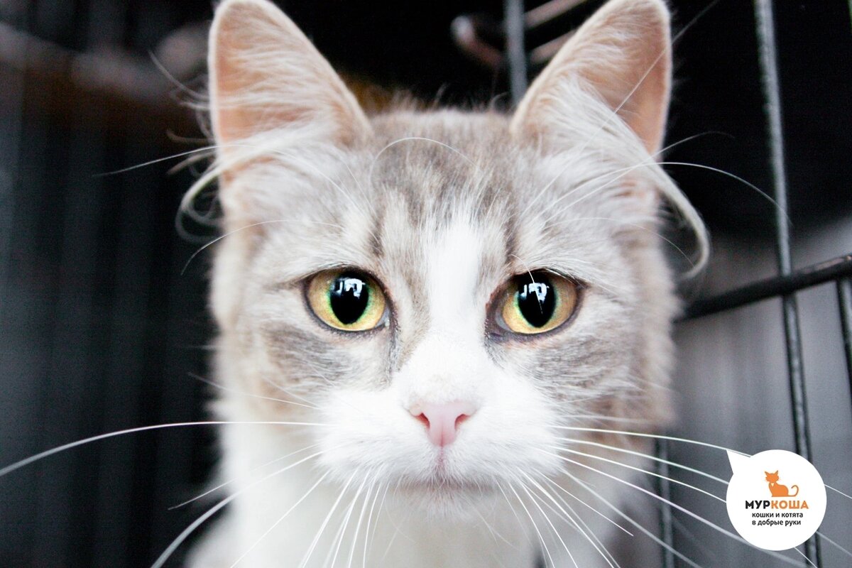 Тухи жила у жителей СНТ. Девочка общительная и ласковая.