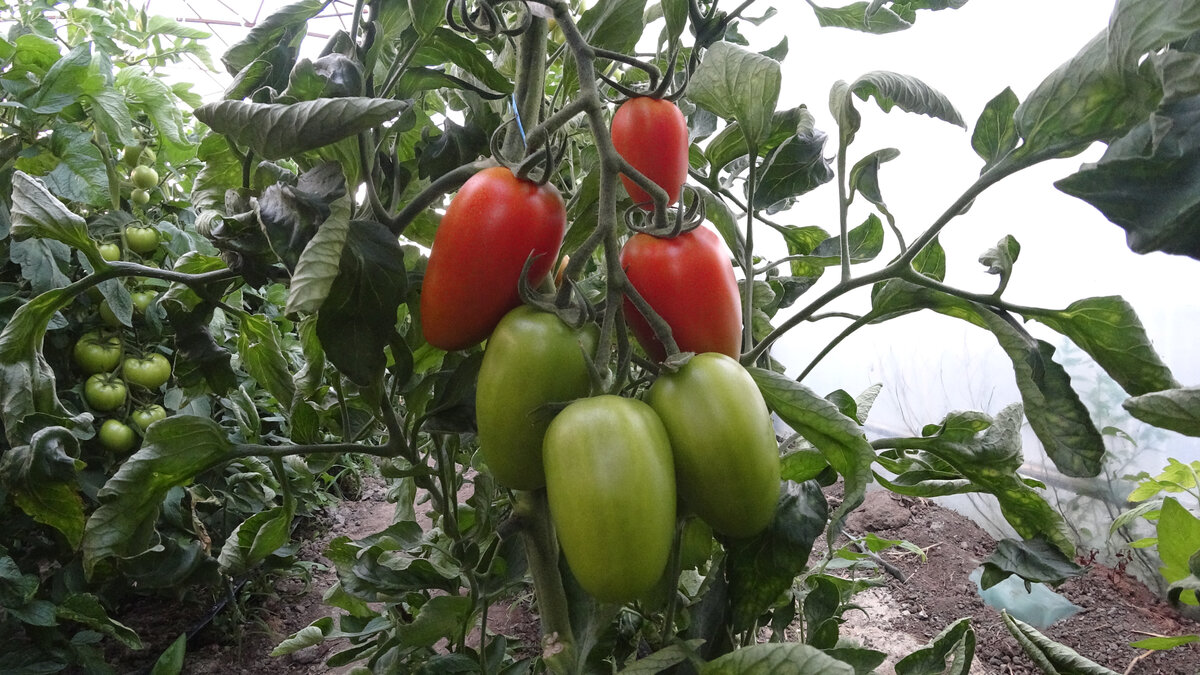 Томат Вирон F1 , Ростовская область , Волгодонской район , станица Романовская  