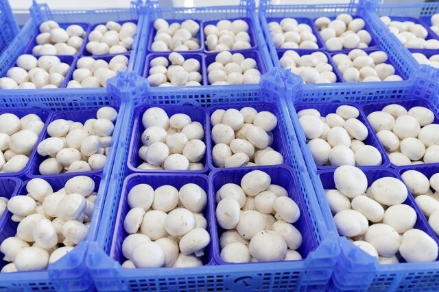    Тульские шампиньоны Управление пресс-службы правительства Тульской области