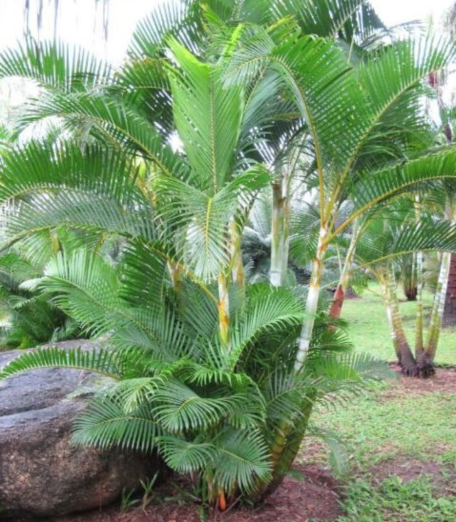 Дипсис желтоватый Dypsis lutescens 120/24