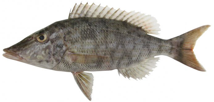 Lethrinus olivaceus