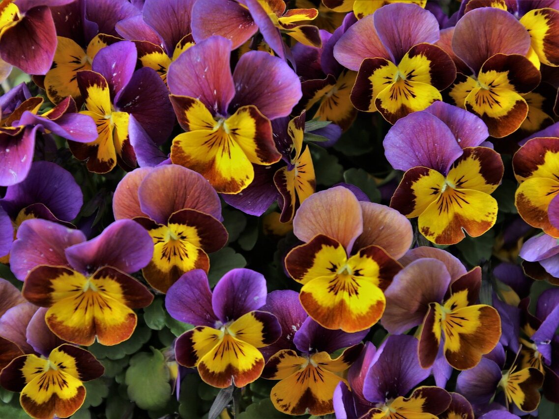 Фото: pixabay.com