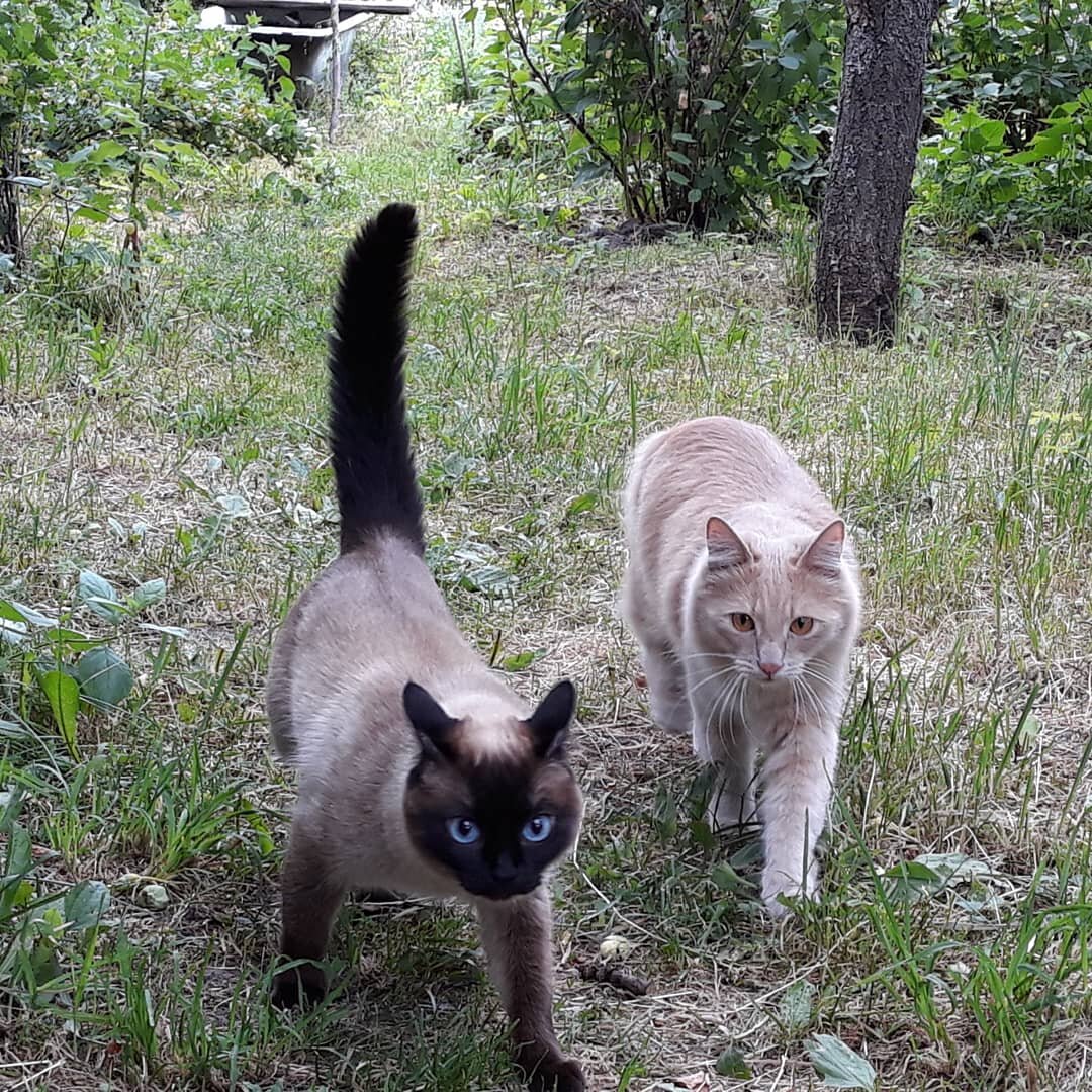 Куда ж без них!