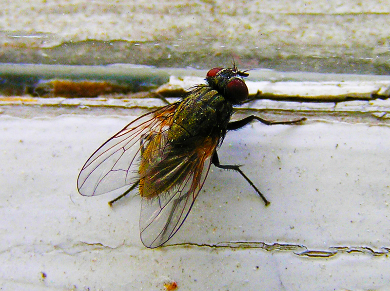 Рассказываю, как я избавилась от мух в доме НАВСЕГДА.