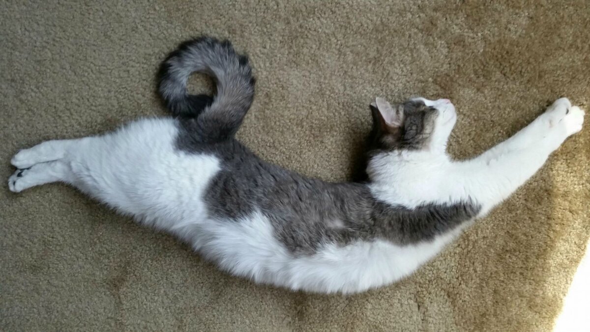 Хвост кота картинка. Лежачий кот. Хвост кошки. Красивые позы кошек. Кот с хвостом.
