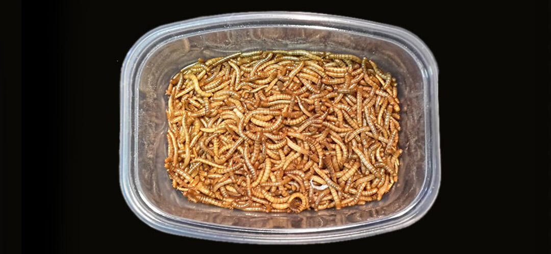 Мучной червь.