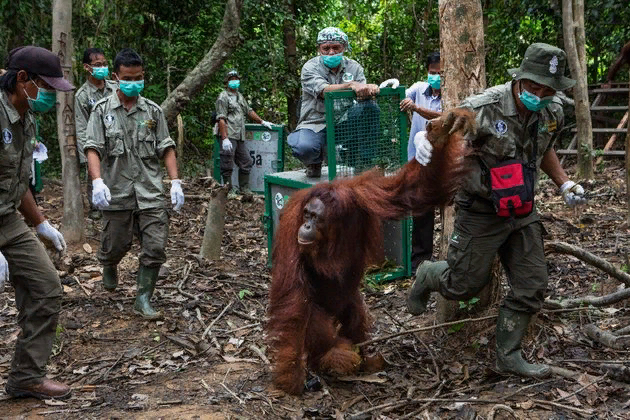 Возвращение орангутанов в природу... Фото взято с сайта National Geographic https://nat-geo.ru/nature/palmovoe-maslo-neizbezhnoe-zlo/