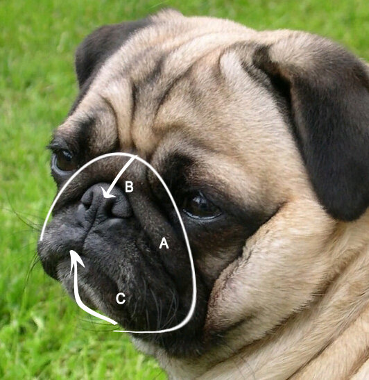 Как измерить намордник.  Лучше измерять с помощью веревки.