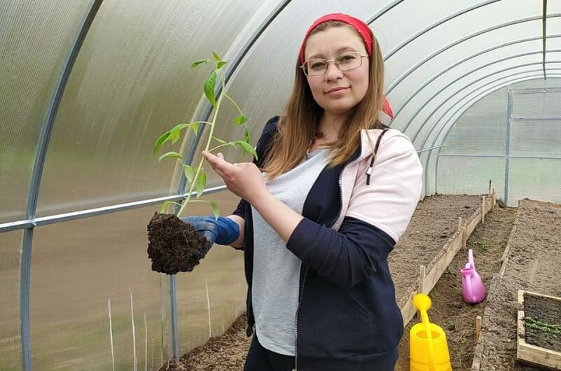 Вот такая крепкая рассада томатов.