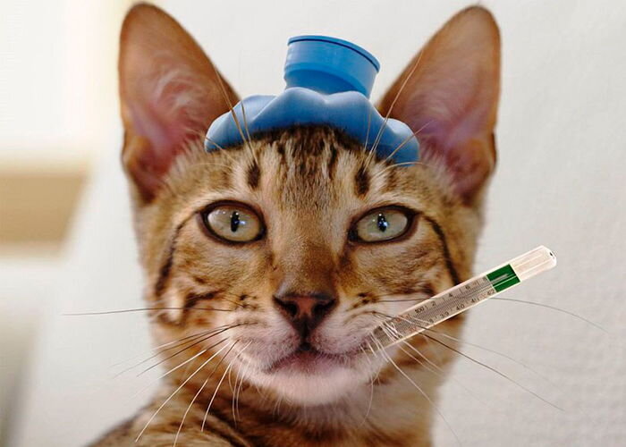 Как правильно измерить температуру тела у кошки | ВсеКотики | Дзен