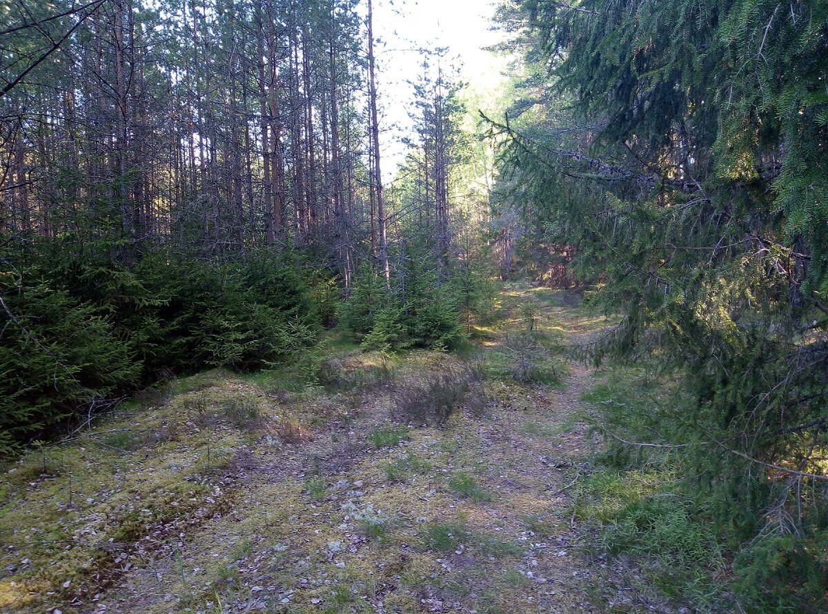 с права исходный ельник, с лева вырубка в нем 19 лет зарастающая, виден подрост ели