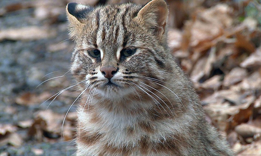 Далекий кот