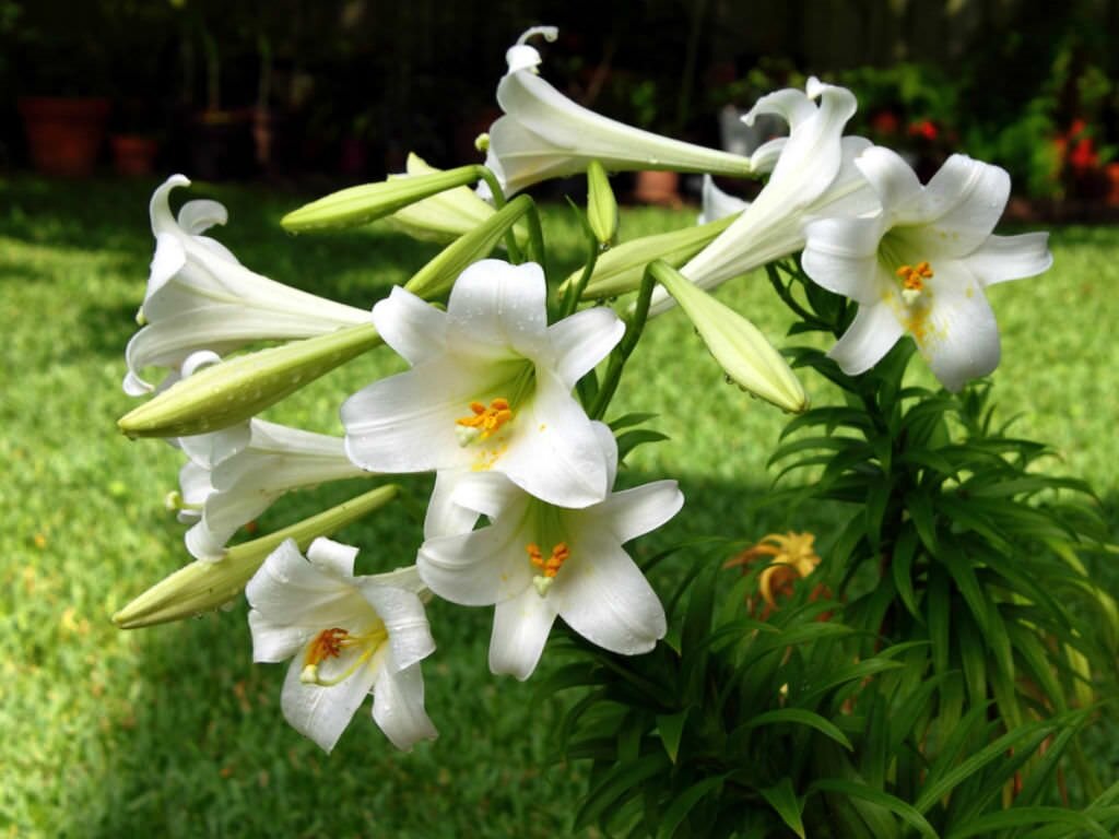Лилия длинноцветковая (Lilium longiflorum)