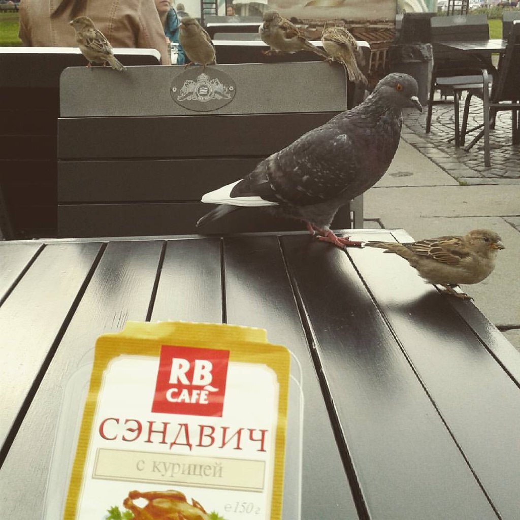  - фото 2 – наглые голуби в летнем кафе