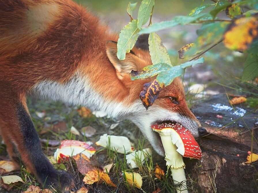 Так вот что ела лиса перед встречей с колобком! 