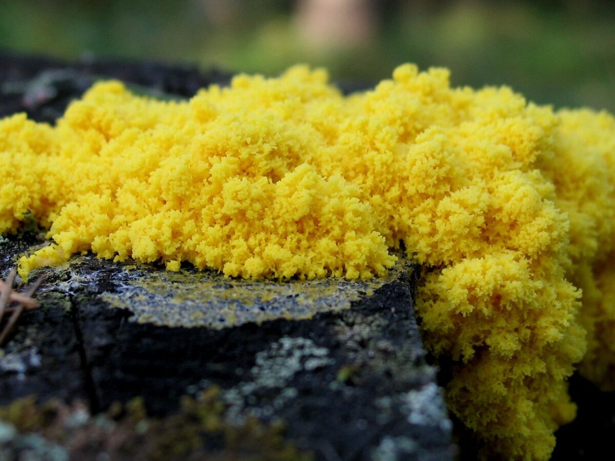 Гриб Physarum polycephalum. Слизевик плазмодий. Слизевик (Slime Molds).. Слизевики Myxomycota. Слизневик