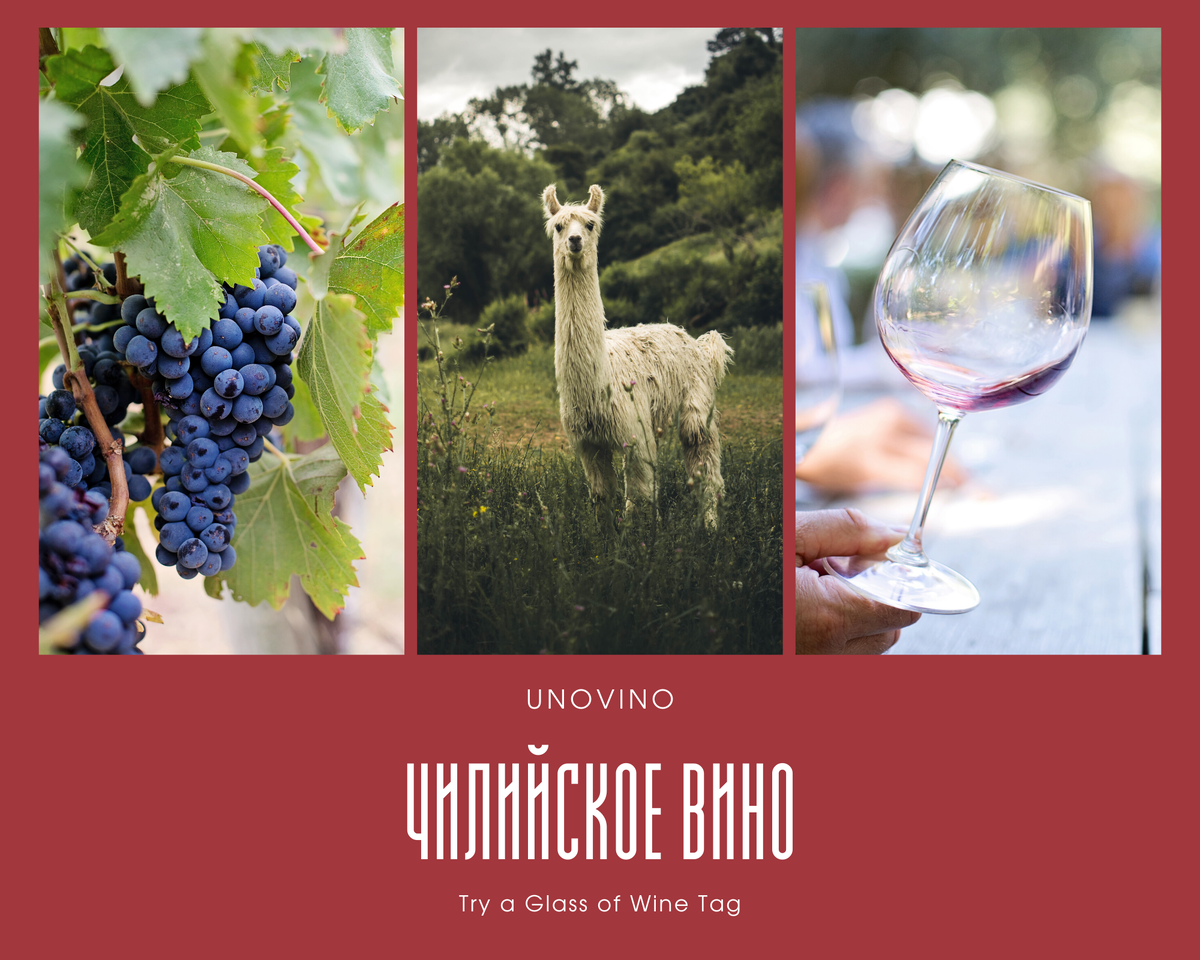 Welcome to UnoVino!