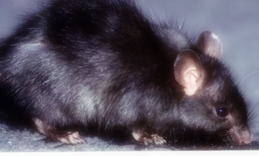 Крыса прогрызает дно Ковчега.