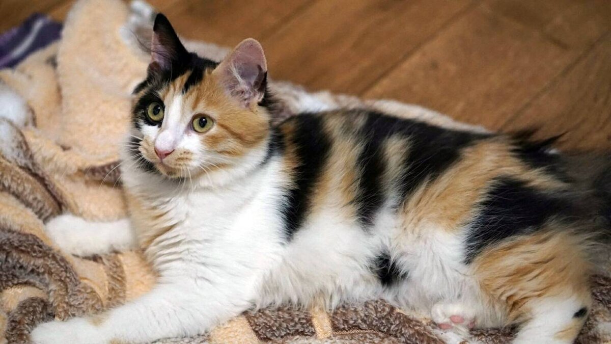Какие котята родятся у трехцветной кошки. Трехшерстная кошка. Трёхцветная кошка. Трехцветная гладкошерстная кошка. Трех шерстнтый котенок.