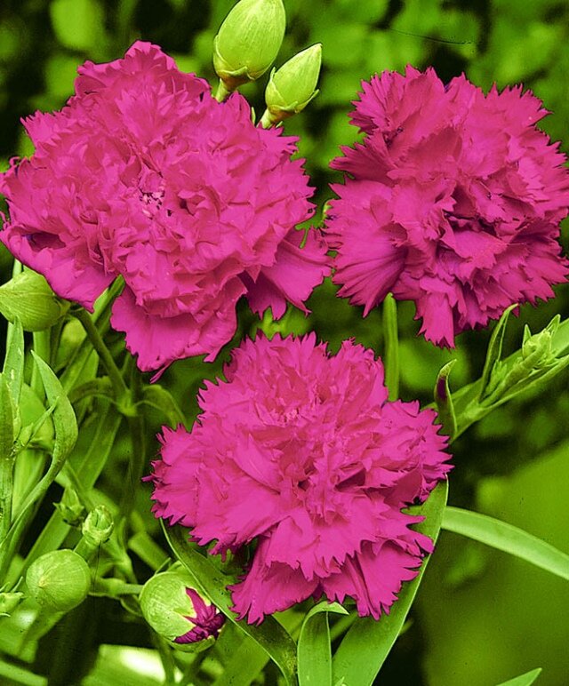 Гвоздика Dianthus Doris