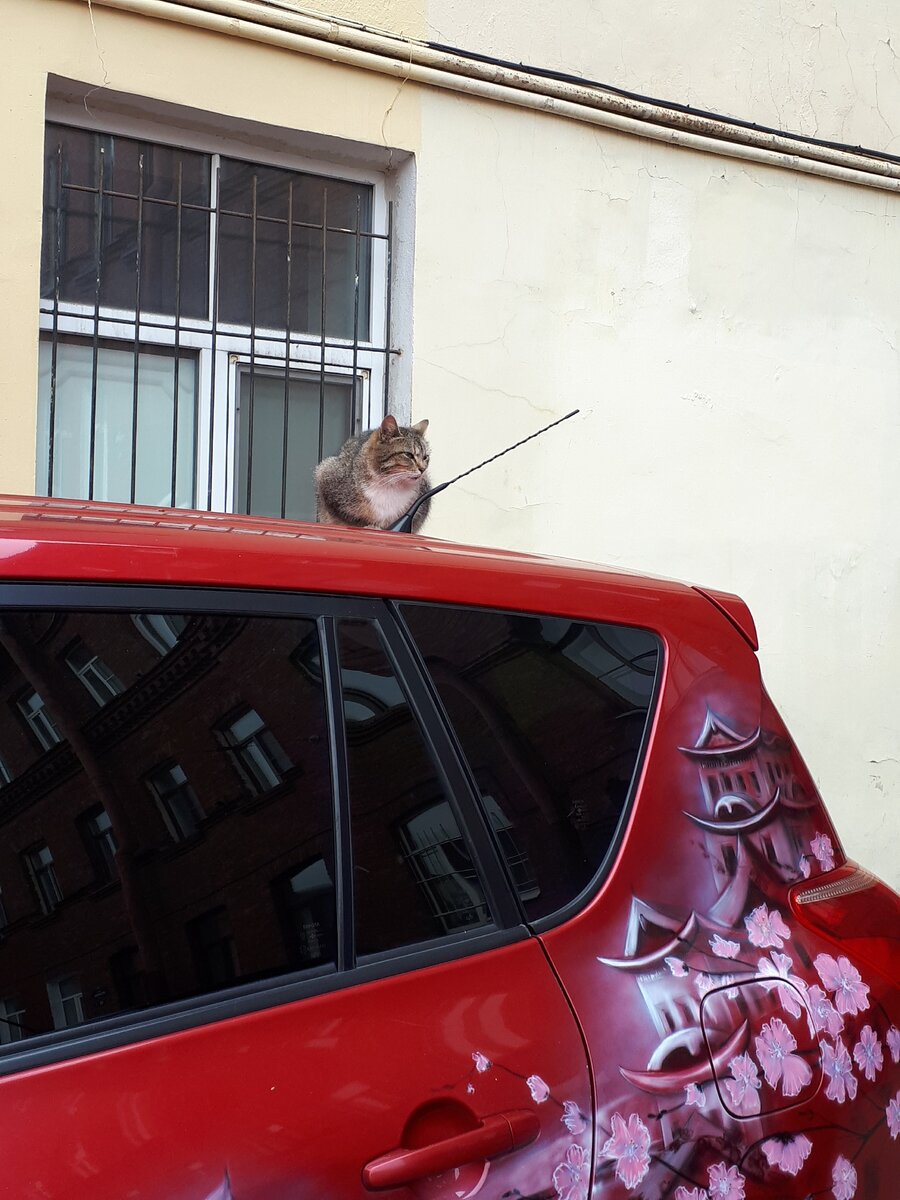 Кот-маркетолог