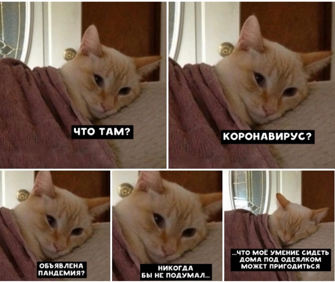 Будь нормальной включи. Кот Мем. Мемы с котами и надписями. Котики мемы с надписями. Мемы с котиками про работу.