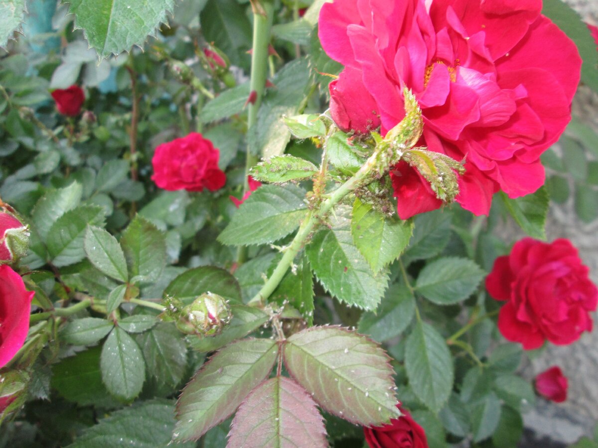 Атаковала - сейчас начну борьбу