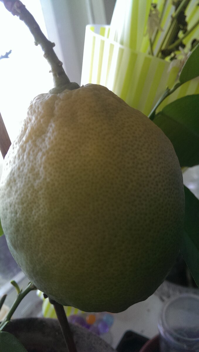 лимончик в этом году только один...