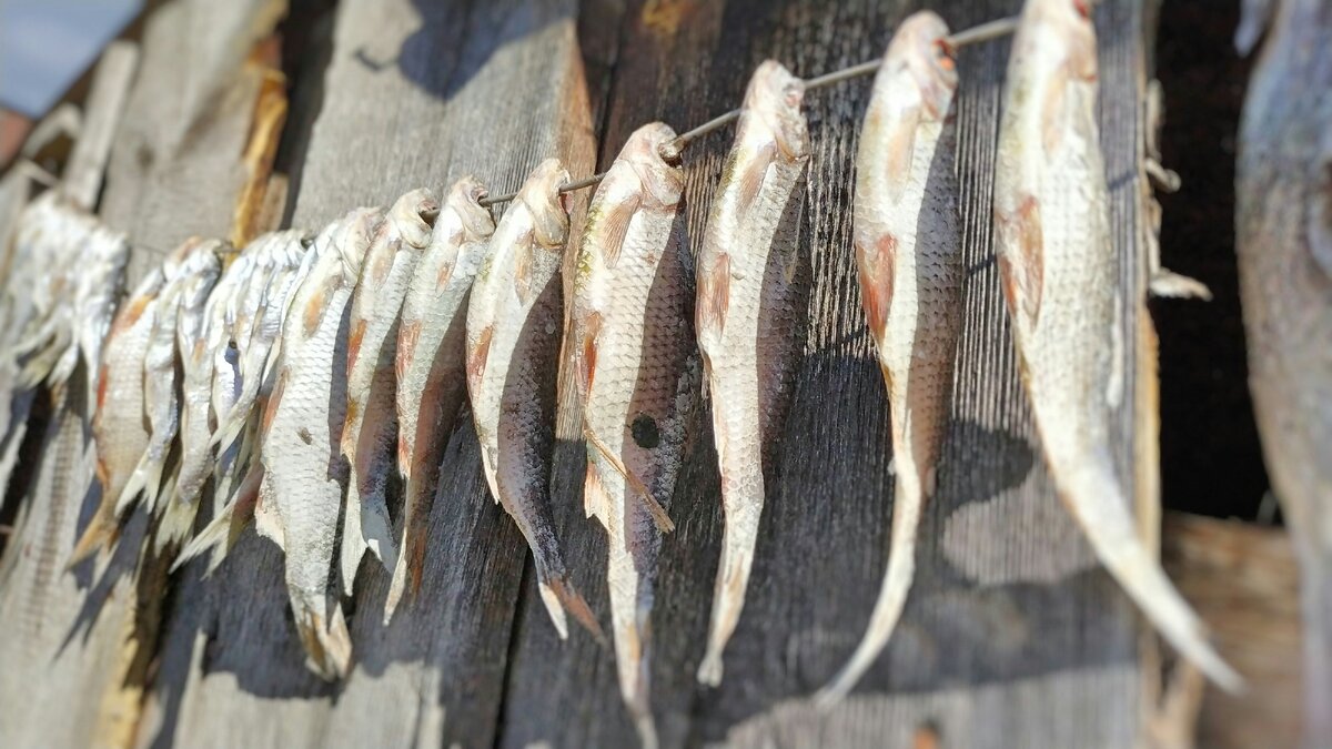 засолочка