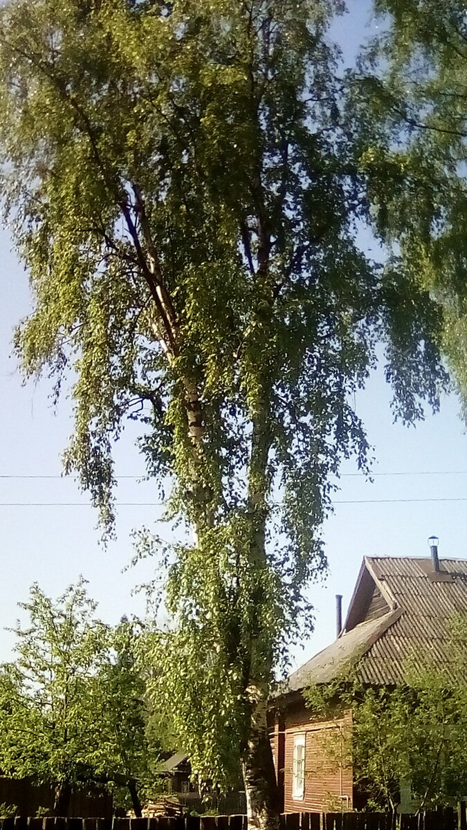 Береза