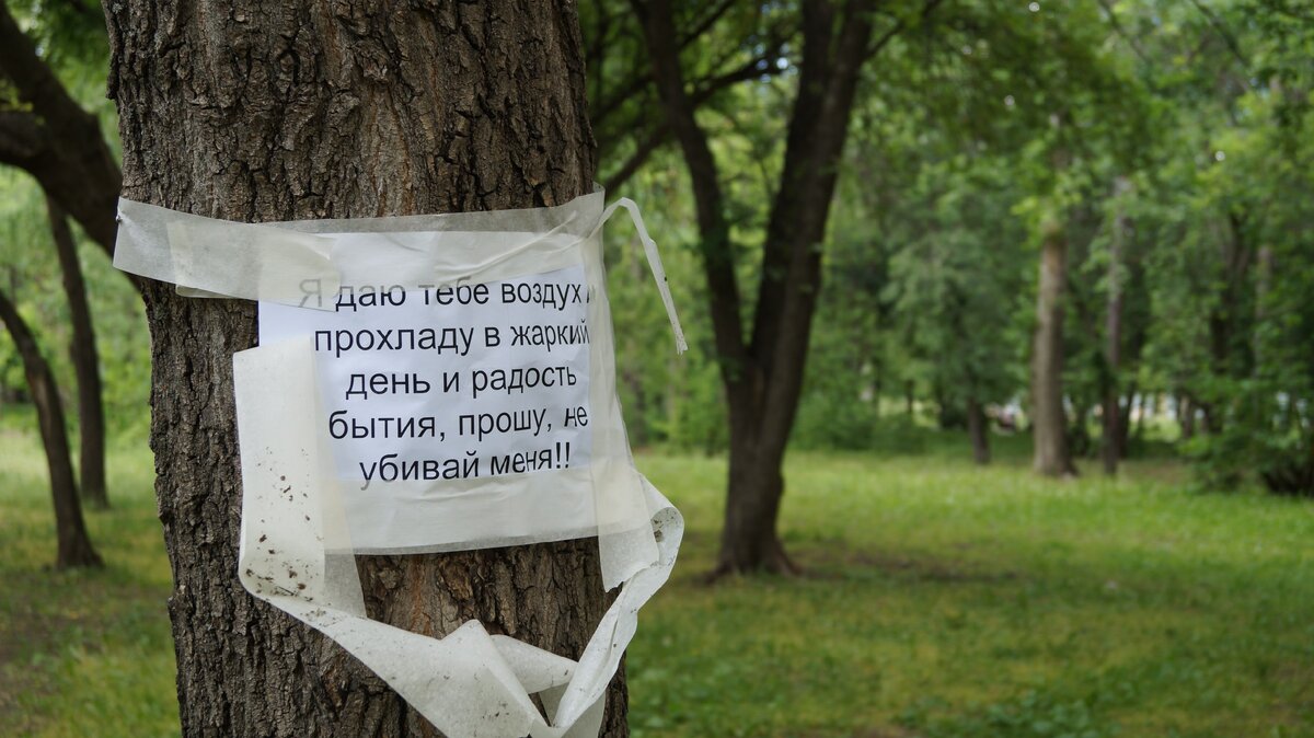Главное требование активистов - сохранить деревья!