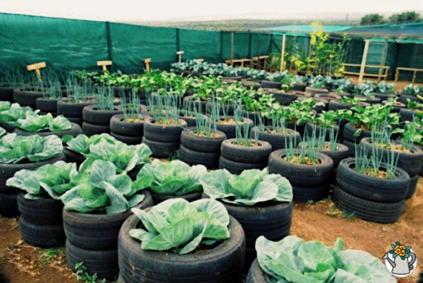 Грядки из автомобильных шин