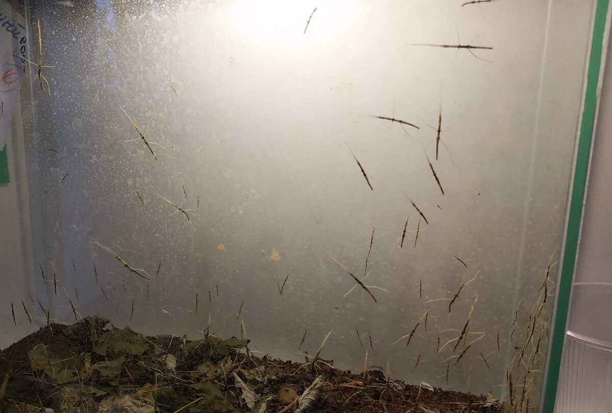 Около 40 особей. На фото только часть.