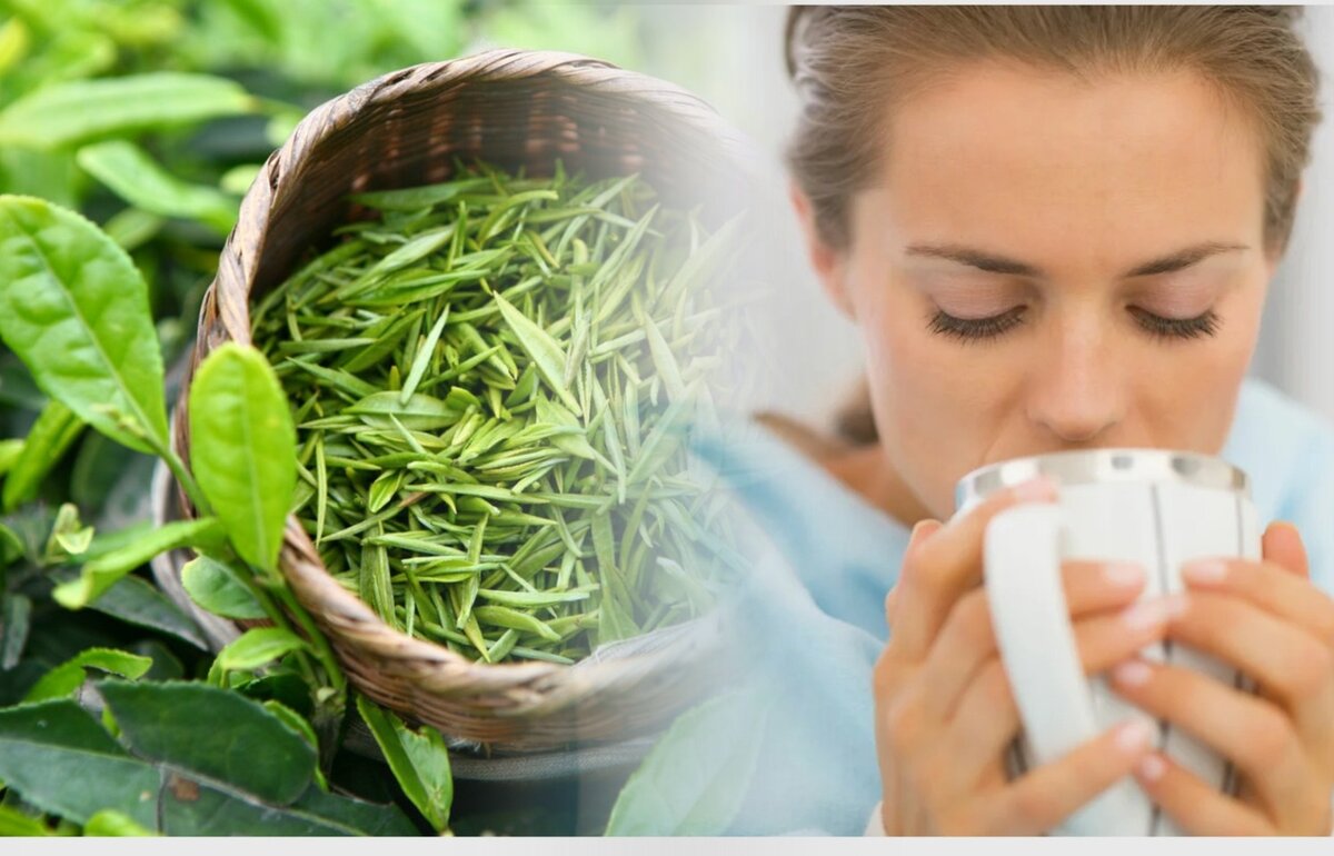 Будет если пить отвар. Зеленый чай. Лечебный зеленый чай. Полезный зеленый чай. Зеленый чай человек.