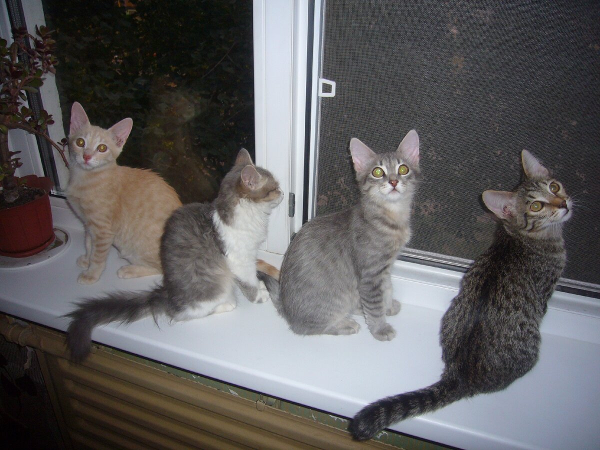 Персик, Ксюша, Фунтик и Кузя