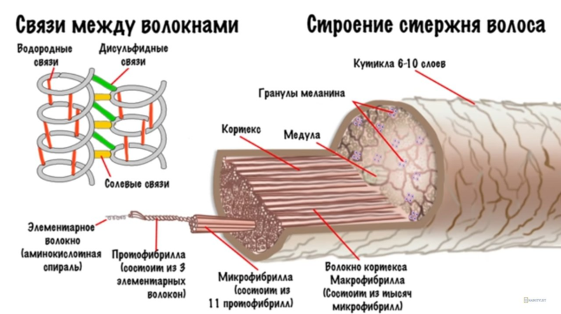 Структура волоса