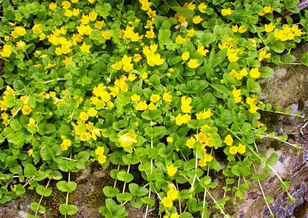 Вербейник монетчатый