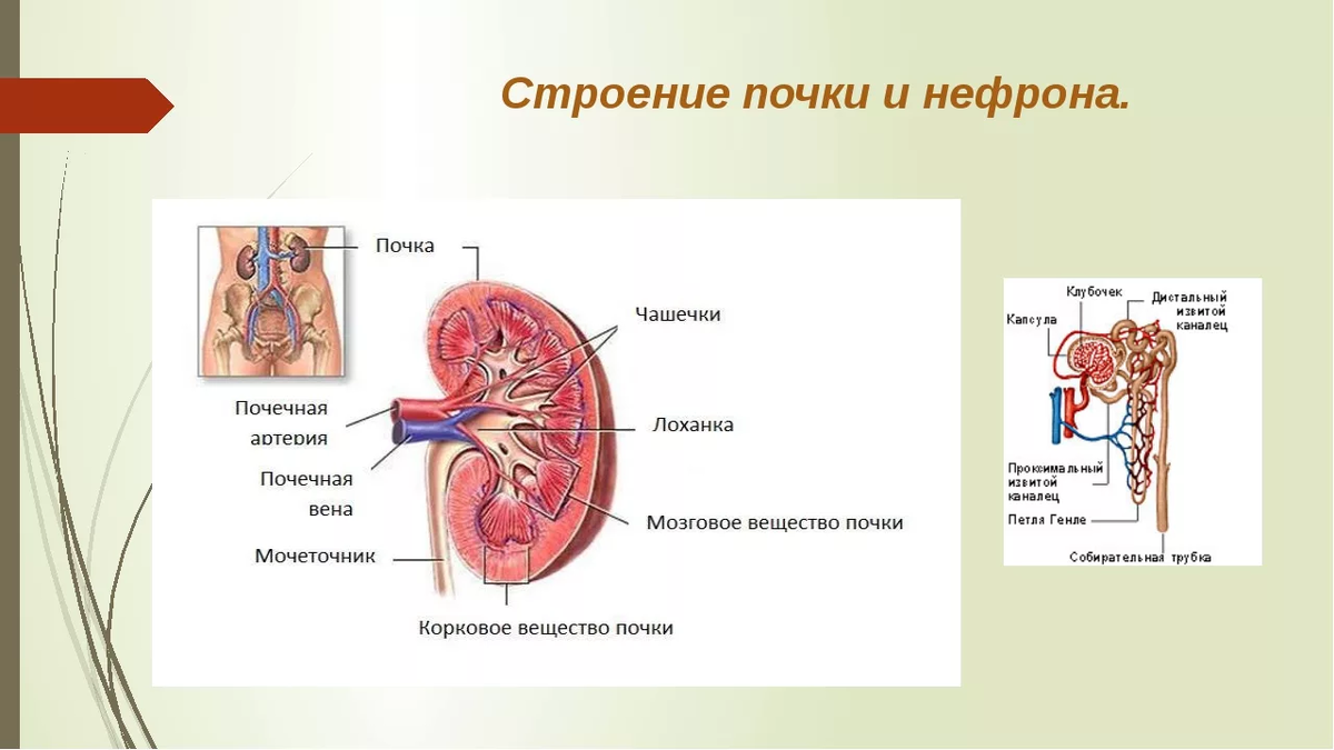 Строение почки рисунок. Строение нефрона почки человека. Строение нефрона почки на разрезе. Строение нефрона почки анатомия. Строение почки нефрон выделительная система.