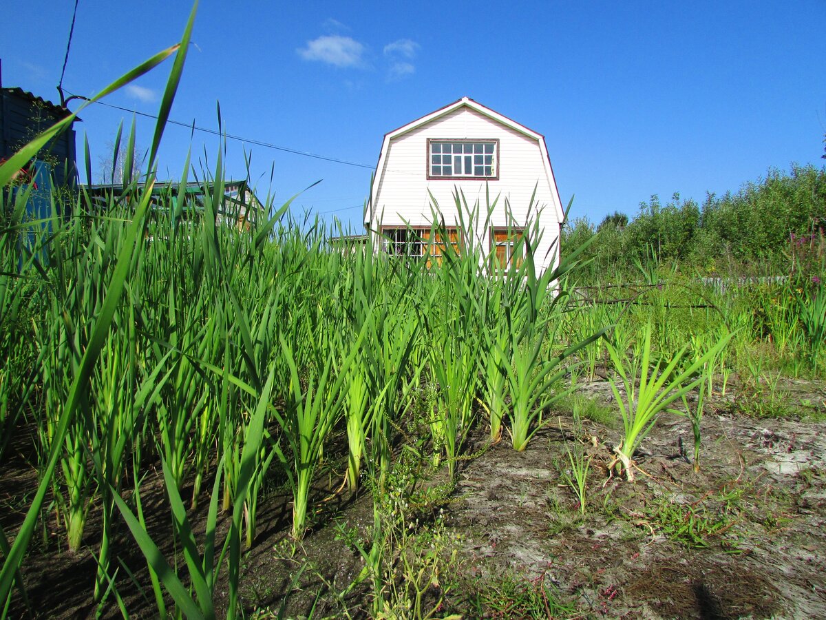 Камыш зебринус. Декоративное болото. Биоплато для пруда. Схеноплектус озерный "albescens". Рогоз.