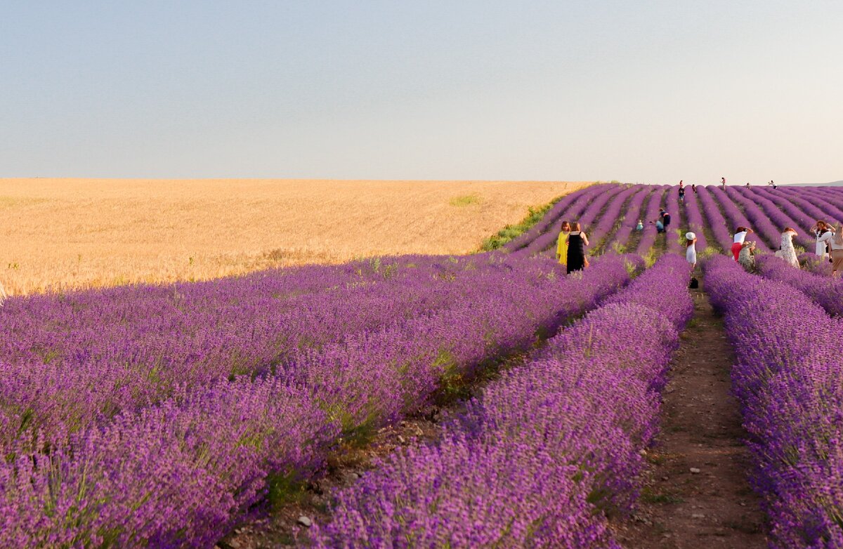 Лавандовые поля в крыму когда цветут фото