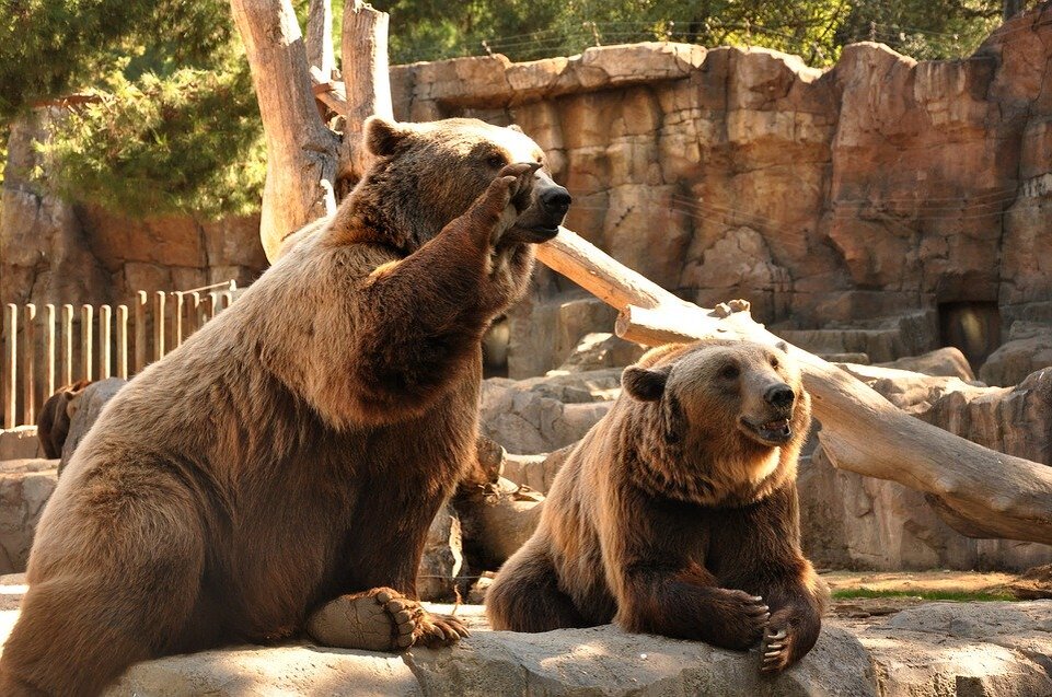 https://cdn.pixabay.com/photo/2018/10/27/00/30/bear-3775662_960_720.jpg