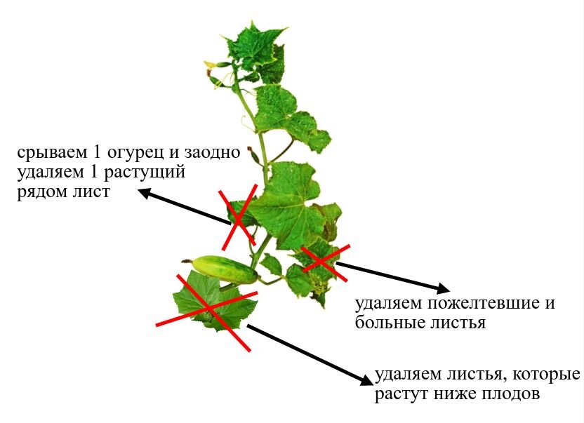 Шпаргалка по удалению листьев на огурцах и кабачках