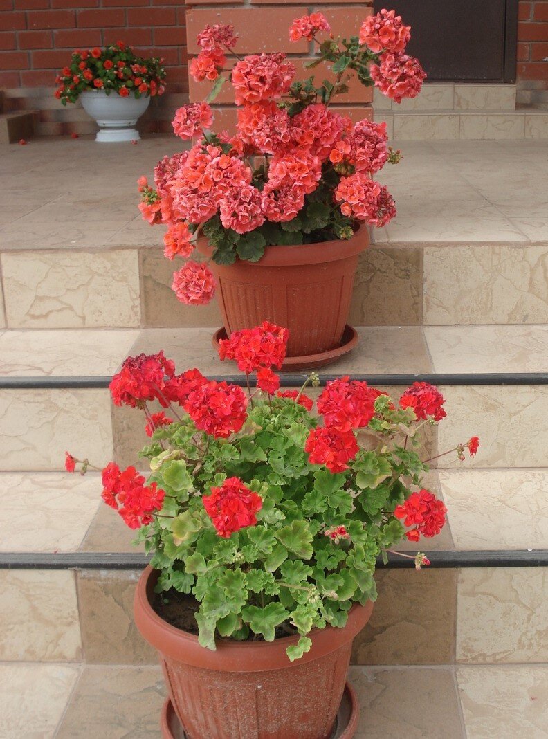 Источник: фото из интернета  