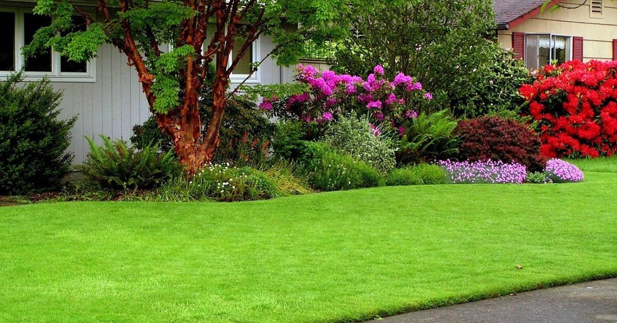 Вот такой газон стал