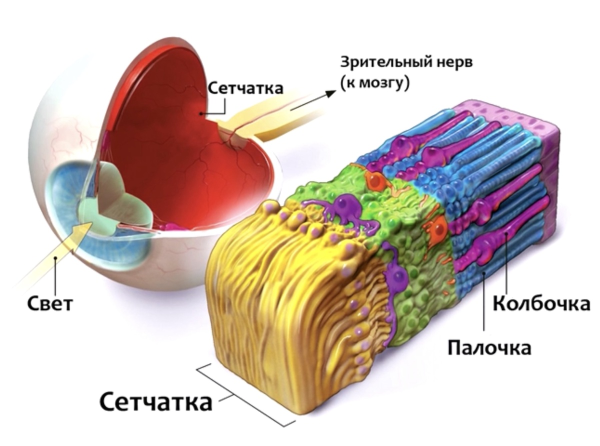 Устройство глаза