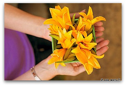 Род лилейниковых, помимо декоративных, насчитывает около 25 видов, распространенных дикорастущими преимущественно в Азии и в Европе. 