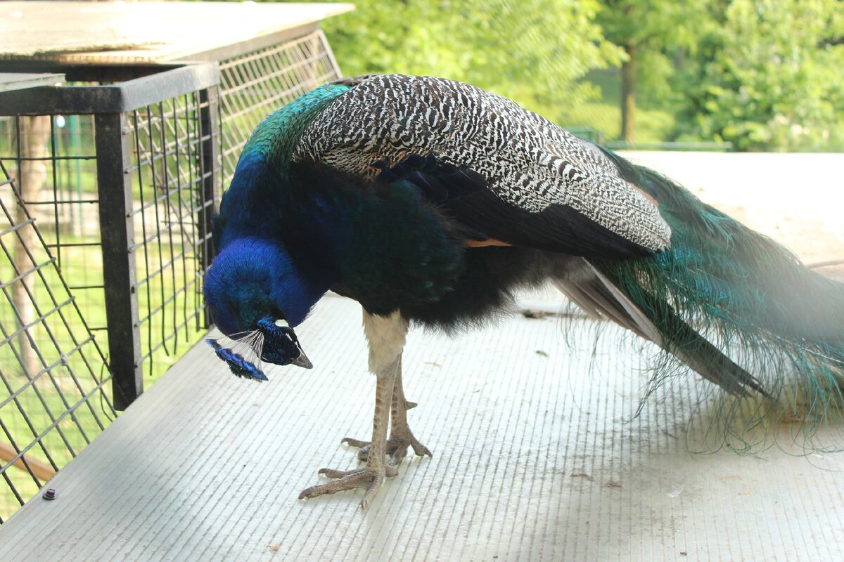 Там я впервые увидела павлинов